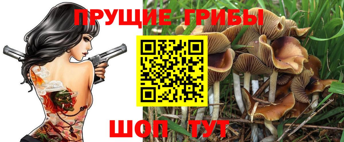 Псилоцибиновые грибы MAGIC MUSHROOMS  продажа наркотиков  Новоалтайск  Псилоцибиновые грибы Psilocybe 
