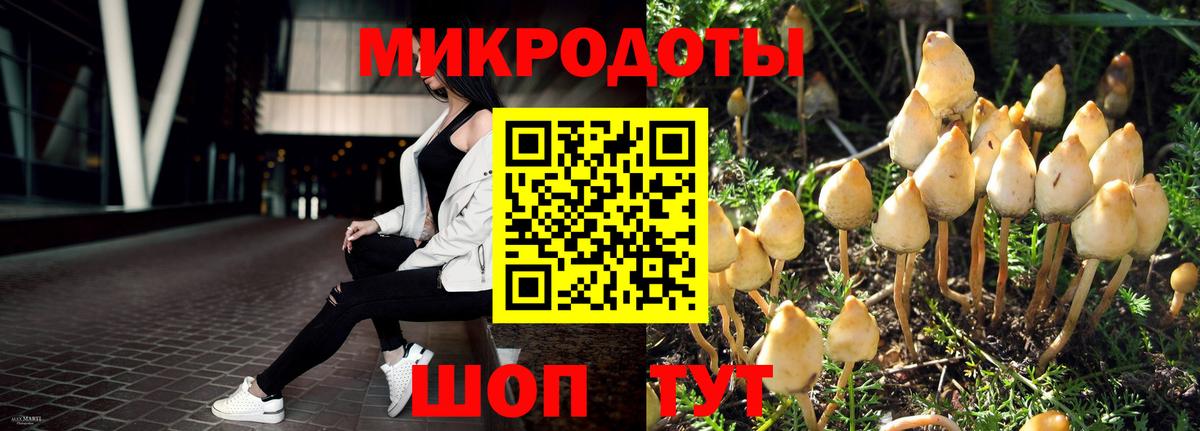 Псилоцибиновые грибы Cubensis Новоалтайск